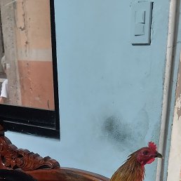 Mackoy, ��������, 38 ���