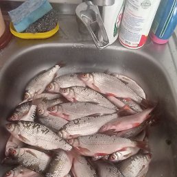 ����, ������ ��������, 43 ����