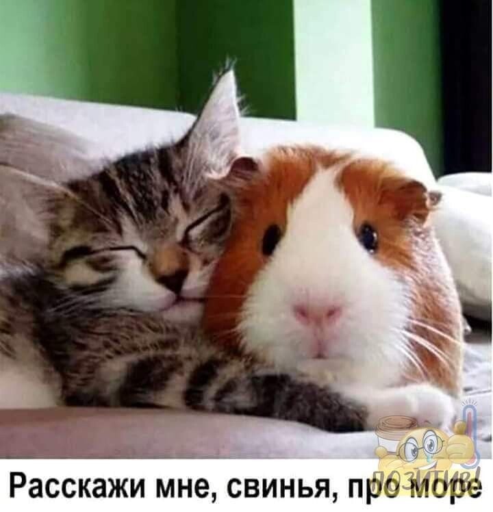 ☆ ☆ - 24  2023  20:33