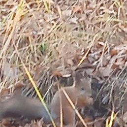 ���, ��������, 42 ����