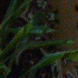 �������, �������, 56 ���