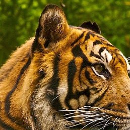 �������, ������, 51 ���