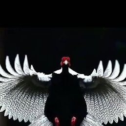 ���� �����, �����-���������, 42 ���� - ��������� 27 ��� 2023