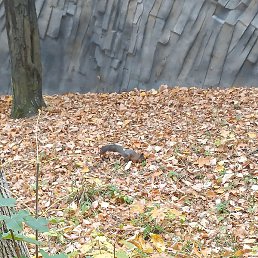 �������, ������, 36 ���