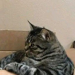 ����, ������, 50 ���