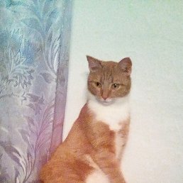 ����, ������, 62 ����