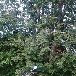 �����, ������, 37 ���