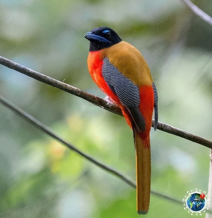 pacoc poo. ae  pyee, o, aa,   aae. - 2