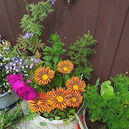 ������, ���������, 58 ���