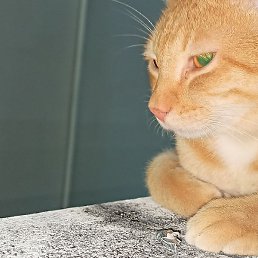 Mubaa, ����, 31 ���