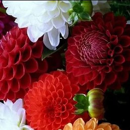 ������, ������, 49 ���