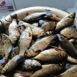 �����, ����, 50 ���