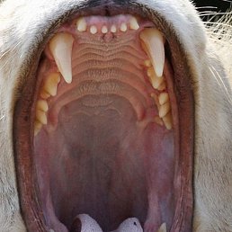 ��������, ���������, 25 ���