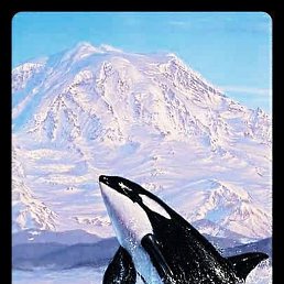 Angel, ���������, 51 ���