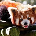 ���� ���������, �����-��������� - ��������� 1 ������� 2023 � ������ ���� ����������