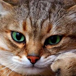 ��������, ������, 42 ����