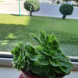 ������, �������, 47 ���