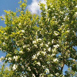 ����, �����-���������, 68 ���