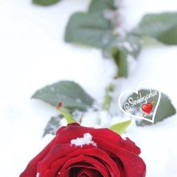 Sevara, �����, 35 ���