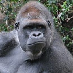 ����, ������, 55 ���