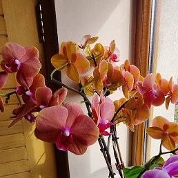 R, ������, 47 ���