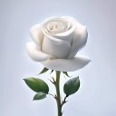  , , 55  -  8  2023