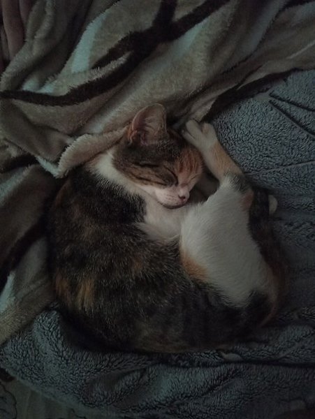 #вДобрыеРуки@40cats.ОмскИщу дом очень ласковой, общительной, игривой и красивой девочке. Подобрана ... - 7