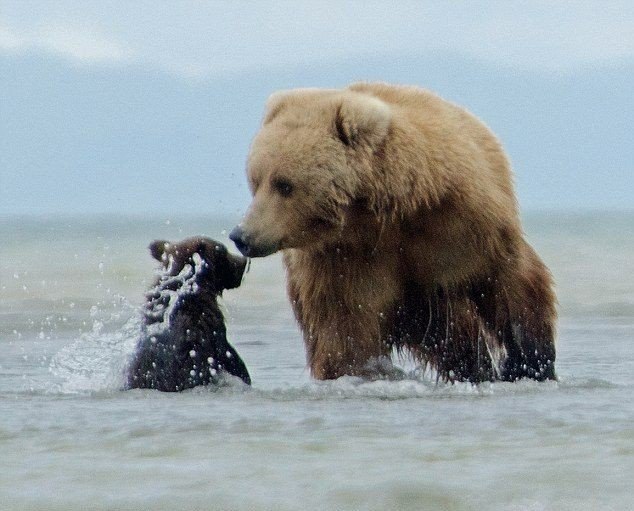    .        Katmai National Park ... - 8