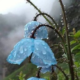 �����, ����, 37 ���