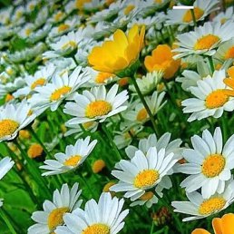 ���� ���, ���������, 57 ��� - ��������� 19 ����� 2023