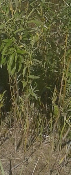 ���������, ������, 59 ���