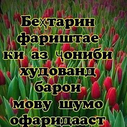 �����, ������, 40 ���