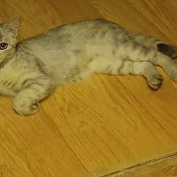 ��������, ������������, 36 ���