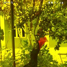 �����, ������, 54 ����