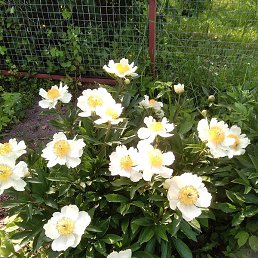 ������, ������, 66 ���