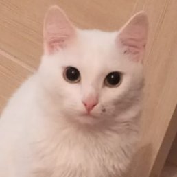 �����, ���������, 43 ����