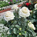 ���� �����, ���������, 67 ��� - ��������� 23 ������� 2023 � ������ ���� ����������