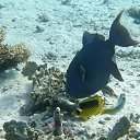  Tiger, , 72  -  28  2023   memory Hurghada