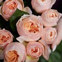 ���� Di, �������, 35 ��� - ��������� 24 ������� 2023