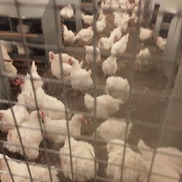 Otabek, �����������, 43 ����