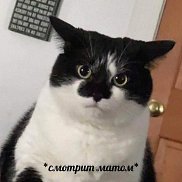 Владимир, 35 лет, Севастополь Владимир, 35 лет, Севастополь