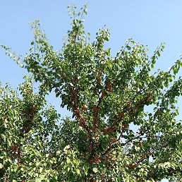 ������, ������, 40 ���