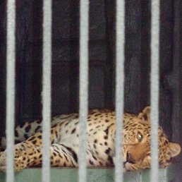 ����, ������-��-����, 62 ����