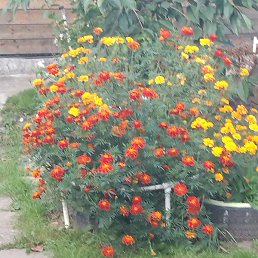 �������, ���������, 52 ����