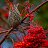 ���� ***Cherry***, ��������� - ��������� 14 �������� 2023