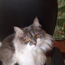 ���� ����, �����, 68 ��� - ��������� 16 ������ 2023 � ������ ���� ����������