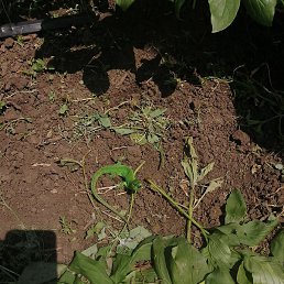 ������, ���������, 40 ���