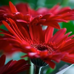 ����, ������, 41 ���