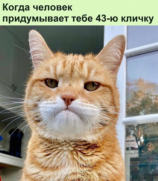 Владельцы котов будут обращаться к ним как угодно, но только не по настоящему имени