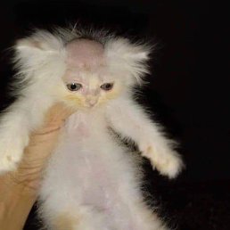 �����, ����, 39 ���